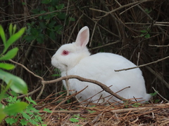 Oryctolagus cuniculus domesticus