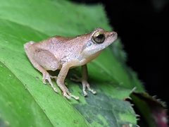 Pseudophilautus wynaadensis