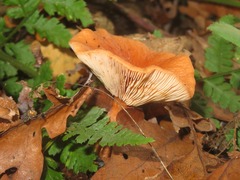 Lactarius tabidus