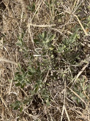 Chamaesaracha sordida