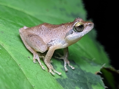 Pseudophilautus wynaadensis