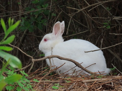 Oryctolagus cuniculus domesticus