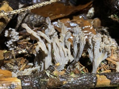 Clavulina cinerea