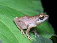 Pseudophilautus wynaadensis