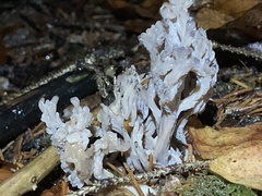 Clavulina cinerea