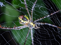Argiope anasuja