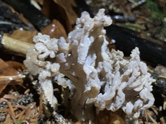 Clavulina cinerea