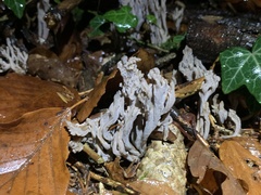 Clavulina cinerea