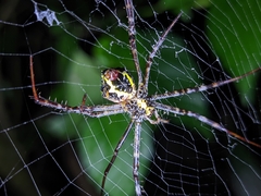 Argiope anasuja
