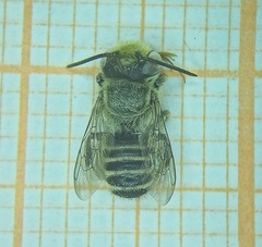 Eutricharaea