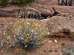 Brickellia atractyloides