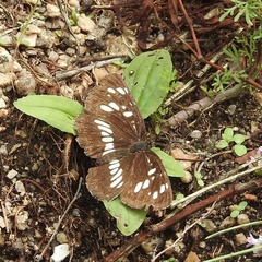 Neptis rivularis
