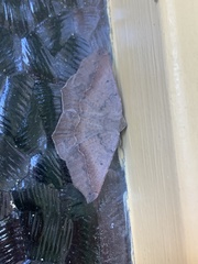 Prochoerodes forficaria