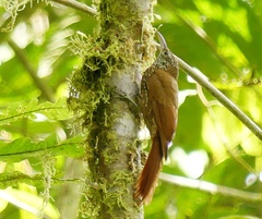 Lepidocolaptes lacrymiger