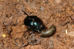 Coprophanaeus saphirinus