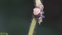 Sternuchopsis trifida