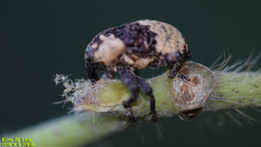 Sternuchopsis trifida