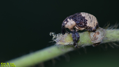 Sternuchopsis trifida