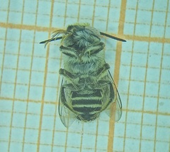 Eutricharaea
