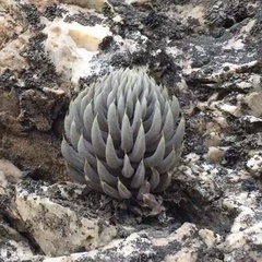 Orostachys