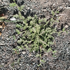 Arctotheca prostrata