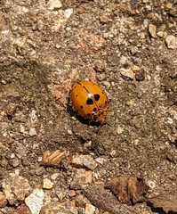 Coccinellini