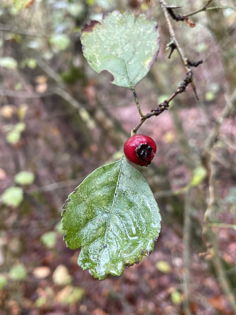 Crataegus laevigata