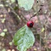 Crataegus laevigata - Photo (c) wolff christiane, some rights reserved (CC BY-NC), uploaded by wolff christiane