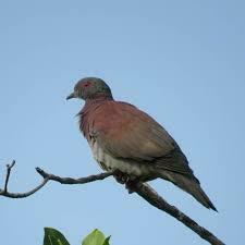 Patagioenas cayennensis