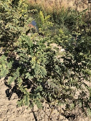 Robinia pseudoacacia