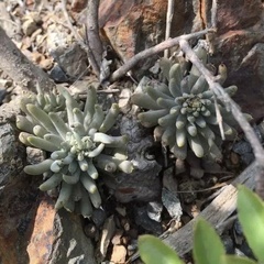 Orostachys