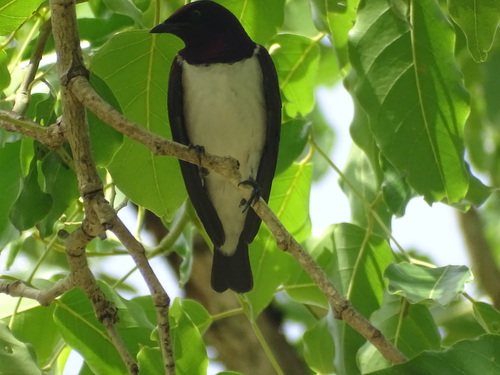 Violet-backed Starling