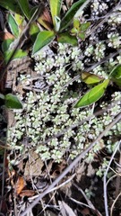 Raoulia parkii