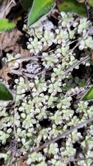 Raoulia parkii