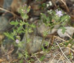 Phacelia cryptantha