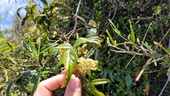 Rubus schmidelioides