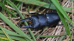 Serrognathus titanus castanicolor