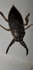 Lethocerus medius