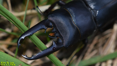 Serrognathus titanus castanicolor