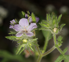 Phacelia cryptantha