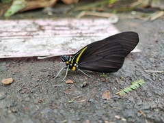 Pereute charops charops