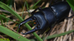 Serrognathus titanus castanicolor