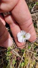Convolvulus waitaha
