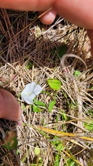 Convolvulus waitaha