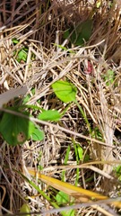 Convolvulus waitaha