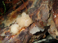 Naematelia encephala