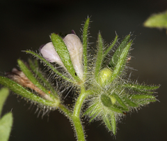 Phacelia cryptantha