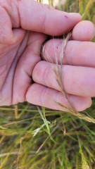 Festuca