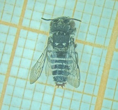 Allocoelioxys