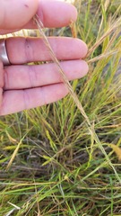 Festuca